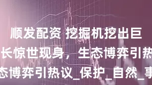 顺发配资 挖掘机挖出巨蛇！10米长惊世现身，生态博弈引热议_保护_自然_事情