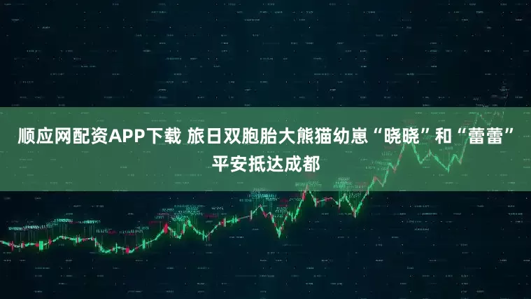 顺应网配资APP下载 旅日双胞胎大熊猫幼崽“晓晓”和“蕾蕾”平安抵达成都